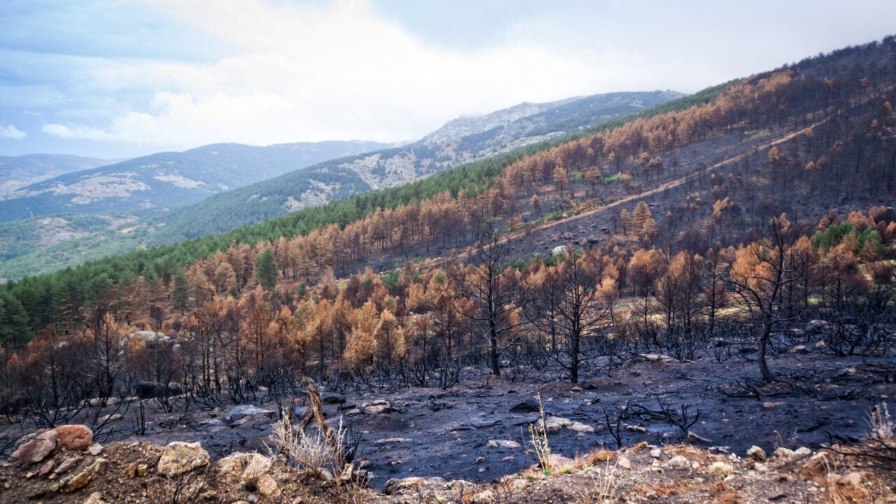 hillside after a wildfire